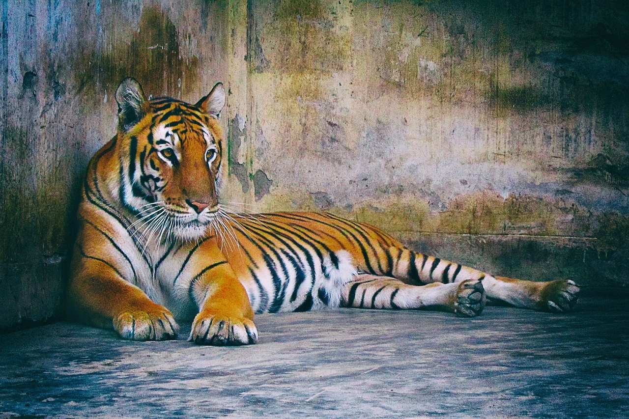Tigre del Bengala nel parco di Kanha — ricettivo safari India centrale